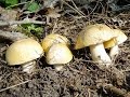 Весенние грибы