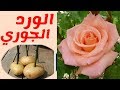 زراعة الورد الجوري، كيفية العناية و طريقة زراعة عقل الورد في البطاطس.