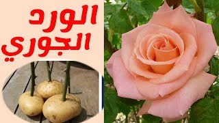 زراعة الورد الجوري، كيفية العناية و طريقة زراعة عقل الورد في البطاطس.