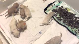 Sunny and Wilson's Litter at 3 Weeks