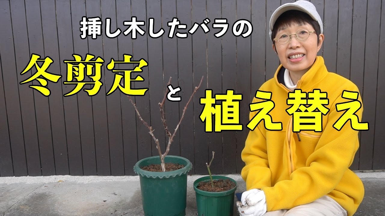 挿し木したバラの冬剪定と植え替え Youtube