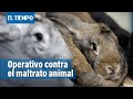 Autoridades realizan operativo contra el maltrato animal | El Tiempo