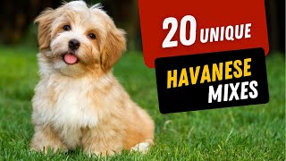 20 Havanese Mixes That Will Steal Your Heart