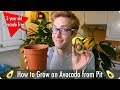 How to Grow an Avocado from Seed to 3 Years old! Works in the UK!