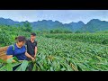 Shedding tears when the entire cornfield of his wife