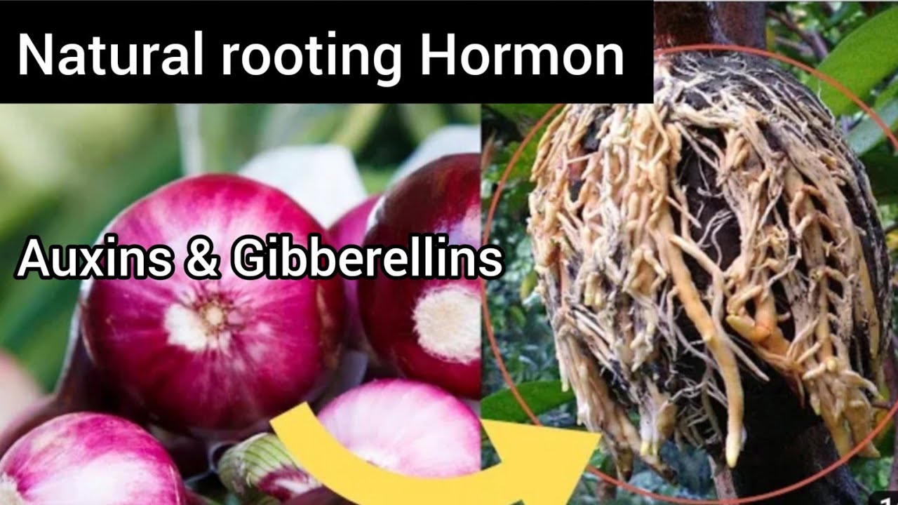 Onion natural rooting hormone to propagate mango tree fast roots 