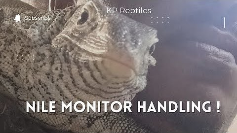 Calming down a aggressive Nile monitor @kpreptilesexotic .‼️💯