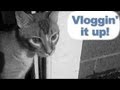 Ike leaves the house...  (vloggin&#39; 8/22/13)