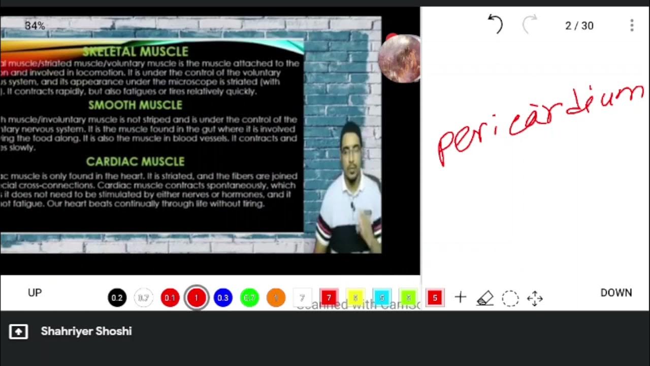 MUSCLE[RATCHET MECHANISM] [A2 BIOLOGY EDEXCEL] YouTube
