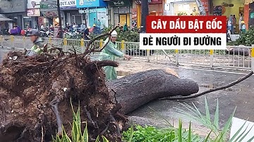 Cây dầu bật gốc đè trúng người đi đường trong cơn mưa lớn ở TP.HCM