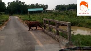 Tiger attack  @ Bangabandhu Safari Park, Gazipur, Bangladesh.