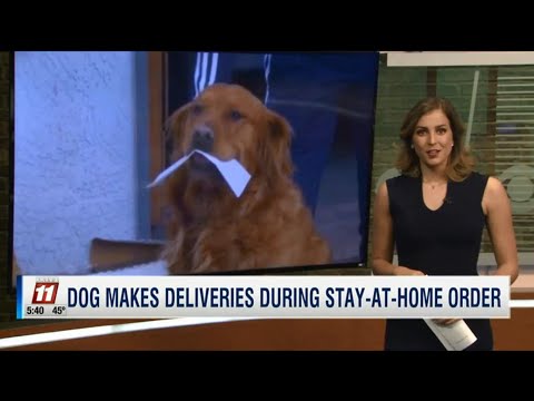 Dog delivers groceries to self-isolating neighbor due to coronavirus