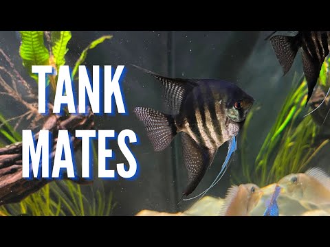 Video: Är angelfish community fisk?