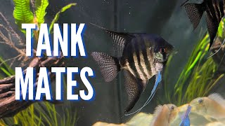 Top 10 Tank Mates for Freshwater Angelfish