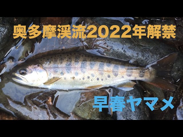 奥多摩渓流2022年 解禁 3月の早春ヤマメ ルアー釣り 日原川 - YouTube
