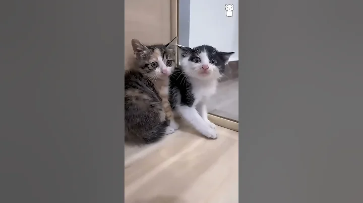 Video 6377571: cat funnycats pets meows, funnycats catmeow pets, cat pets meow funny