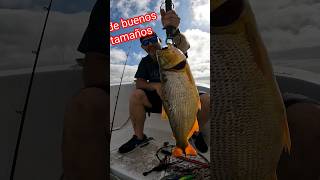 Lleno se Dorados !!! pesca con señuelos - Río de la Plata - Berisso