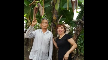 Chuyện lạ Việt Nam : Cây chuối có 2 buồng  ở Thôn Nghinh Tiên  xã Nguyệt Đức