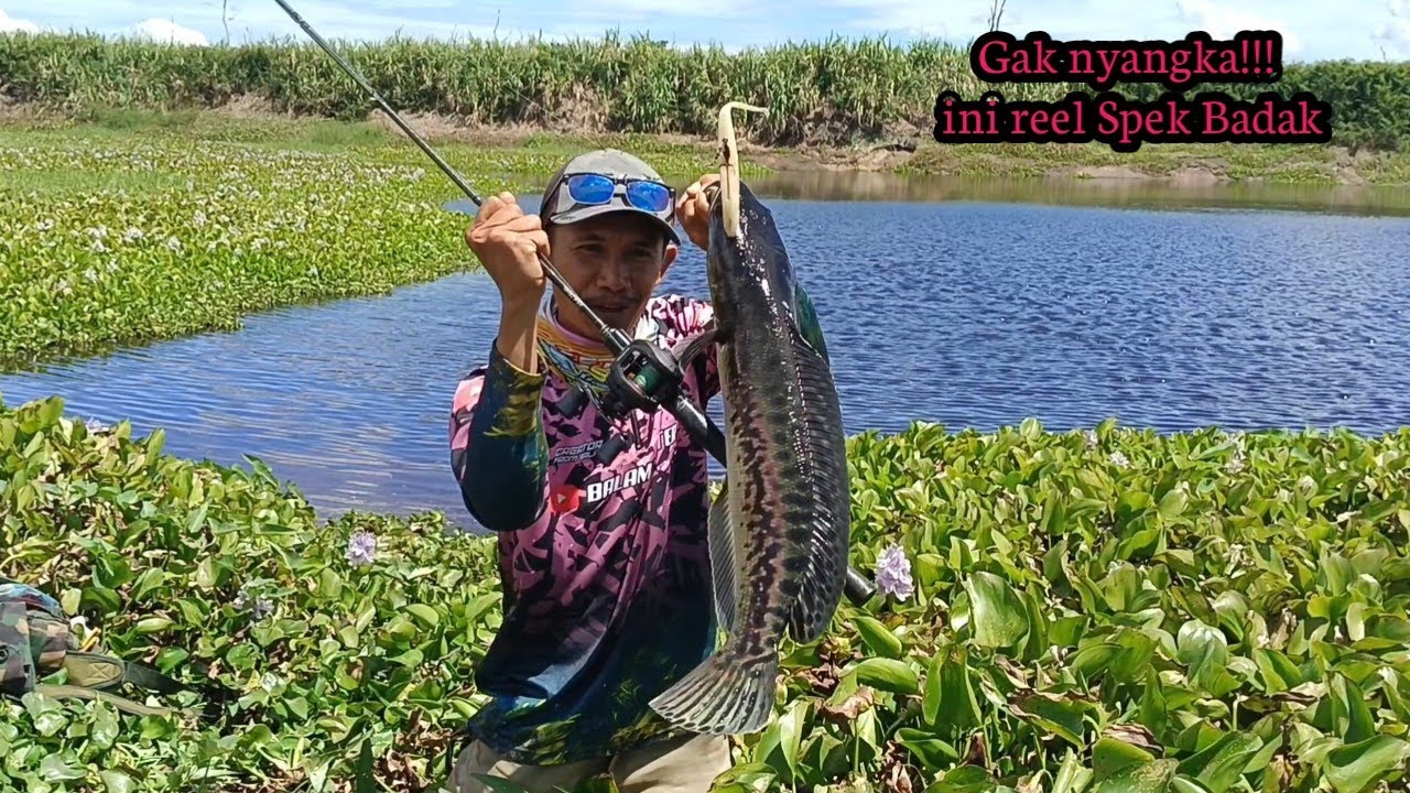 Figh Monster Toman  Dengan Rell Baru 