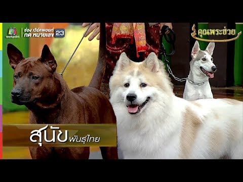 พันธ์ หมา น่า รัก  Update New  น่ารักมากกกกก!! น้องหมาไทย 3 สายพันธ์ุ | คุณพระช่วย