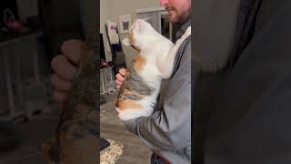 When your CAT loves dad more than mom