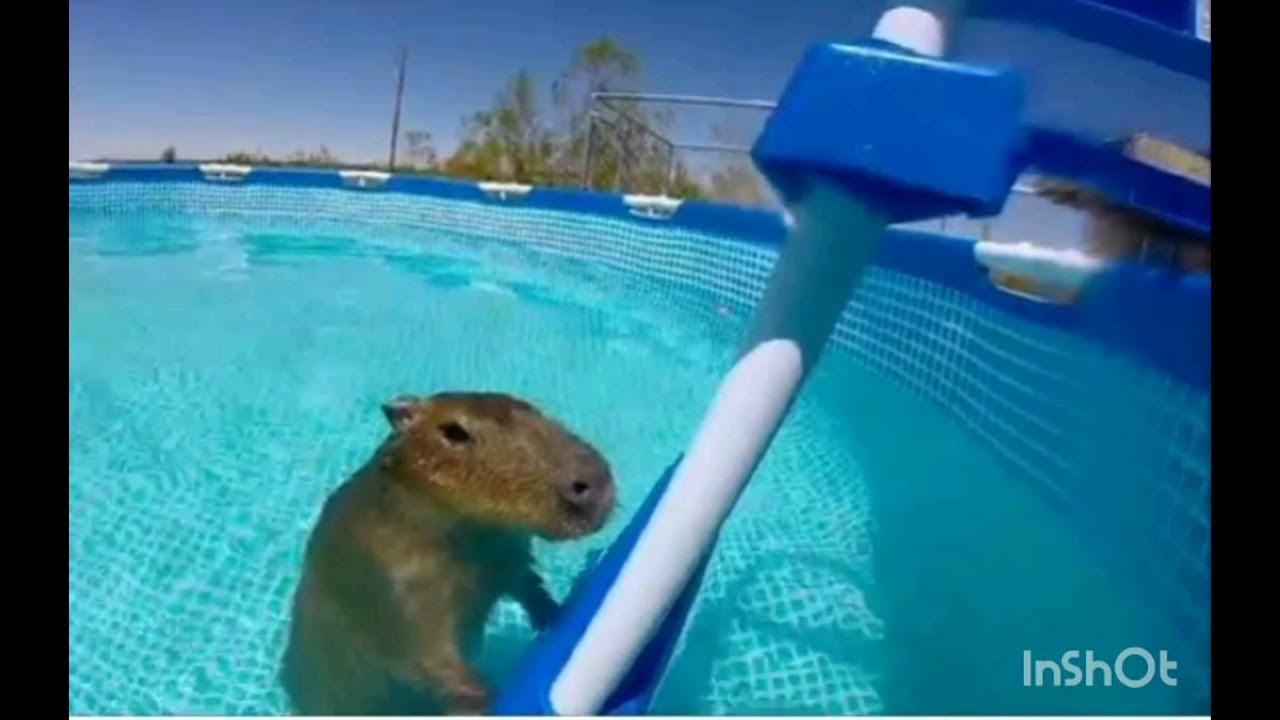 Капибара песня. - YouTube
