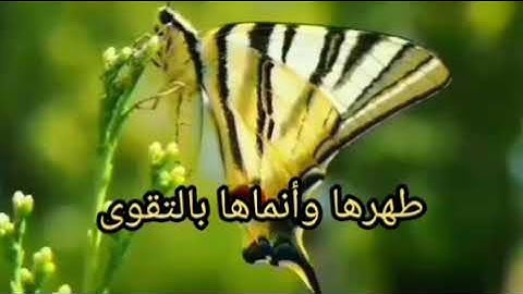 معانى كلمات سورة الشمس