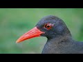 Birds of the Philippines - Avian Archipelago