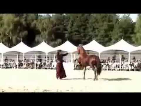ვიდეო: რატომ ითვლება არაბული ცხენები სპეციალურ ჯიშად