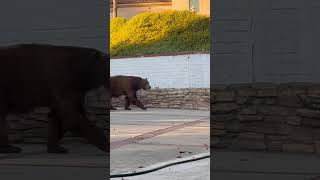 Wild Bear Strolls Past Trash Cans In Suburban Yard