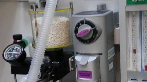 An albino red-eared slider has severe shell rot. Anaesthesia?  Pt 2/3