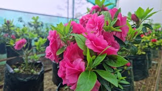 how to grow and care azalea flower plant