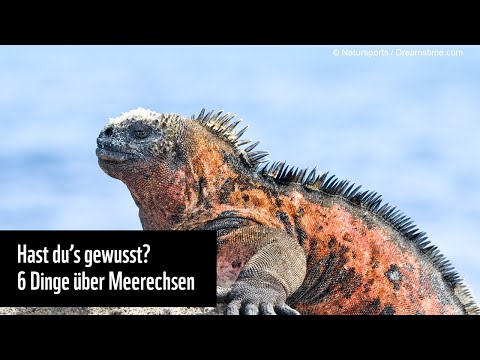 Video: Meerechsen: Fotos, Größen, Gewohnheiten, interessante Fakten