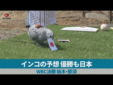 インコの予想、優勝も日本 WBC決勝 栃木・那須