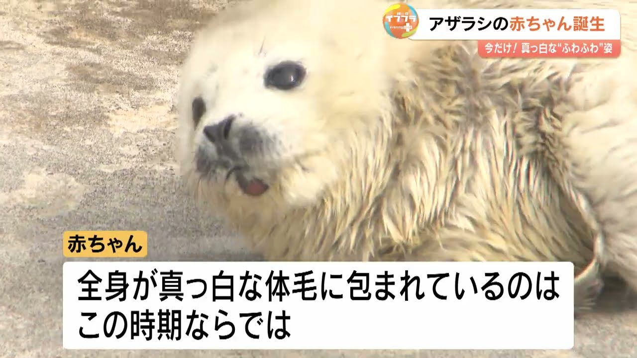 A white angel is born in a sea egg! A baby seal is born