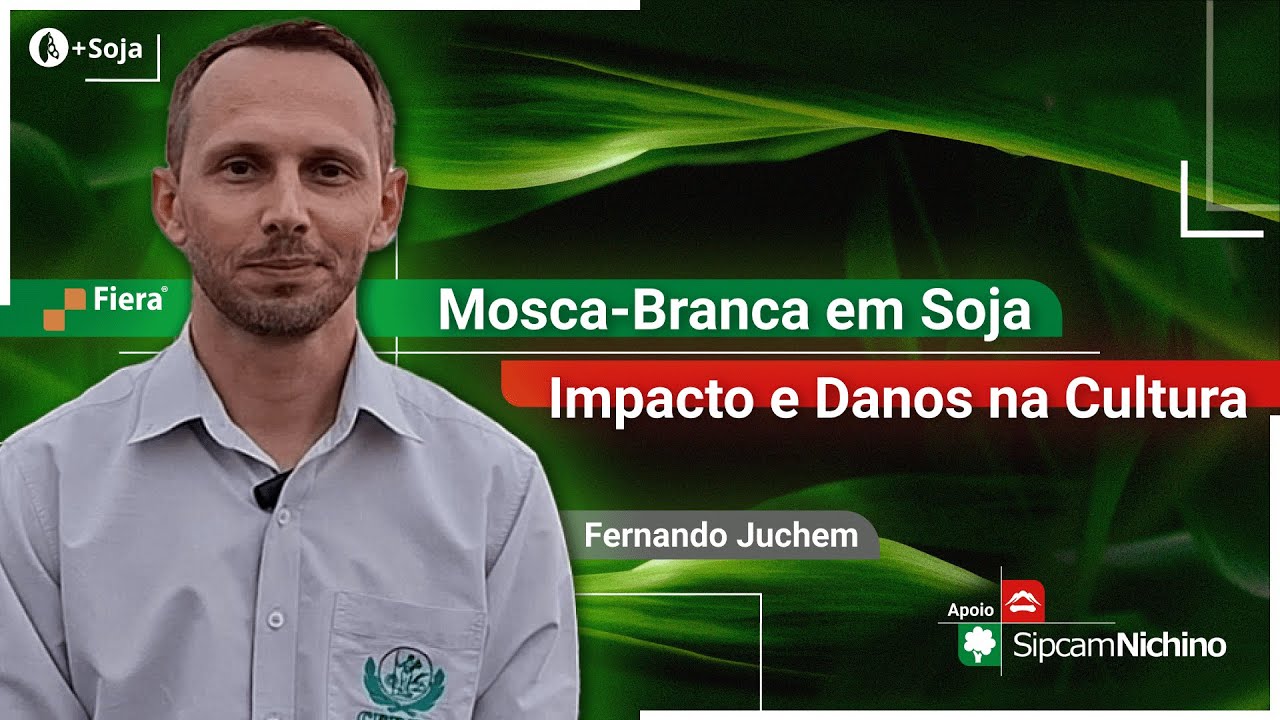 MOSCA BRANCA em Soja | Impacto e danos na Cultura - UM NOVO OLHAR | Episódio 4