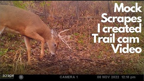 Mock Scrape Trail cam video. Cameras record buck activity at mock scrape.