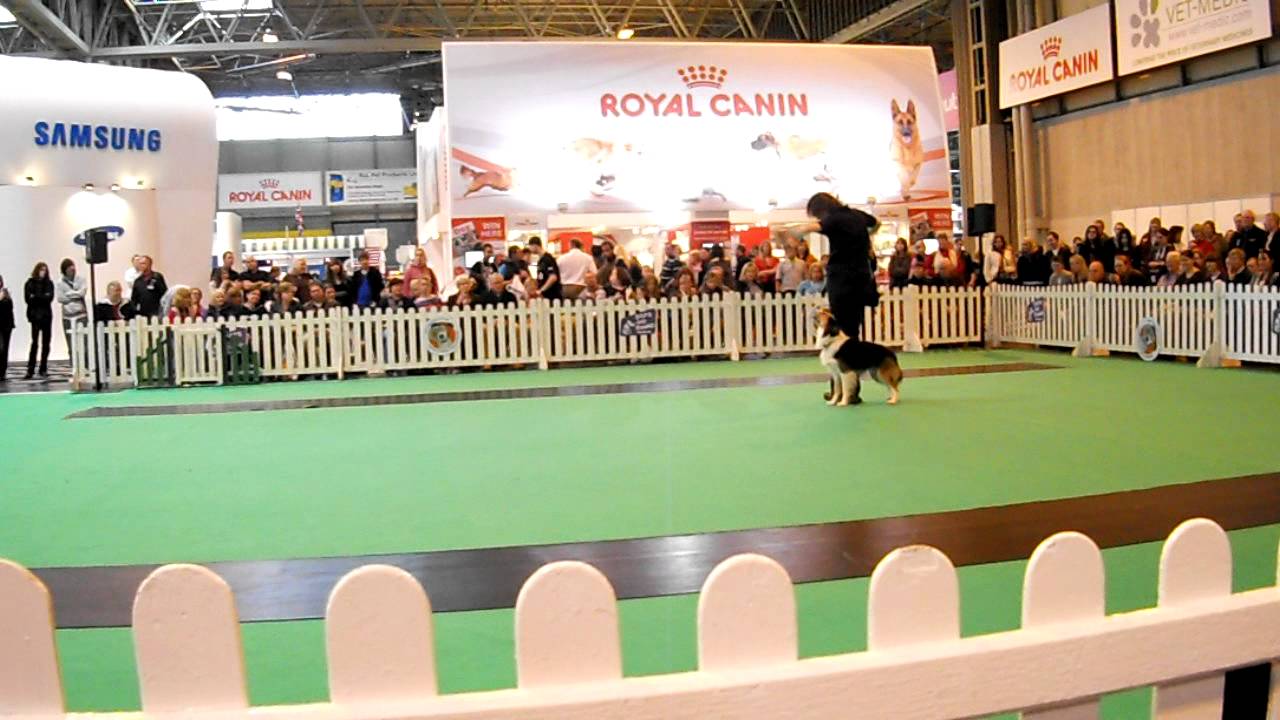 Crufts 2012