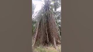 Annie ibon rindukah kau padaku