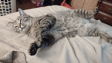 Combaticons Bruticus part 2 Transformers G1 Tiggy