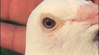 MEULEMANS PIGEON | BWF PIGEONS #RACING #INPORTEDPIGEON