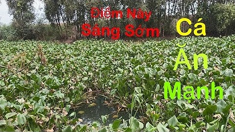 Câu cá rô đồng ở Bình hoà đông môc hóa long an sáng sớm cá ăn như máy