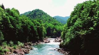 : Listen to this nature melodies and you will feel better, birds chirping, beautiful river sound