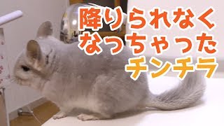 イスの上から降りられなくなって慌てるチンチラが可愛すぎる！Chairs and chinchillas