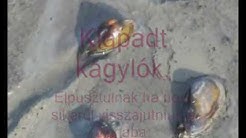Életükért futó kagylók.