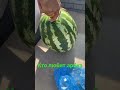 Вкусный Иранский Арбуз