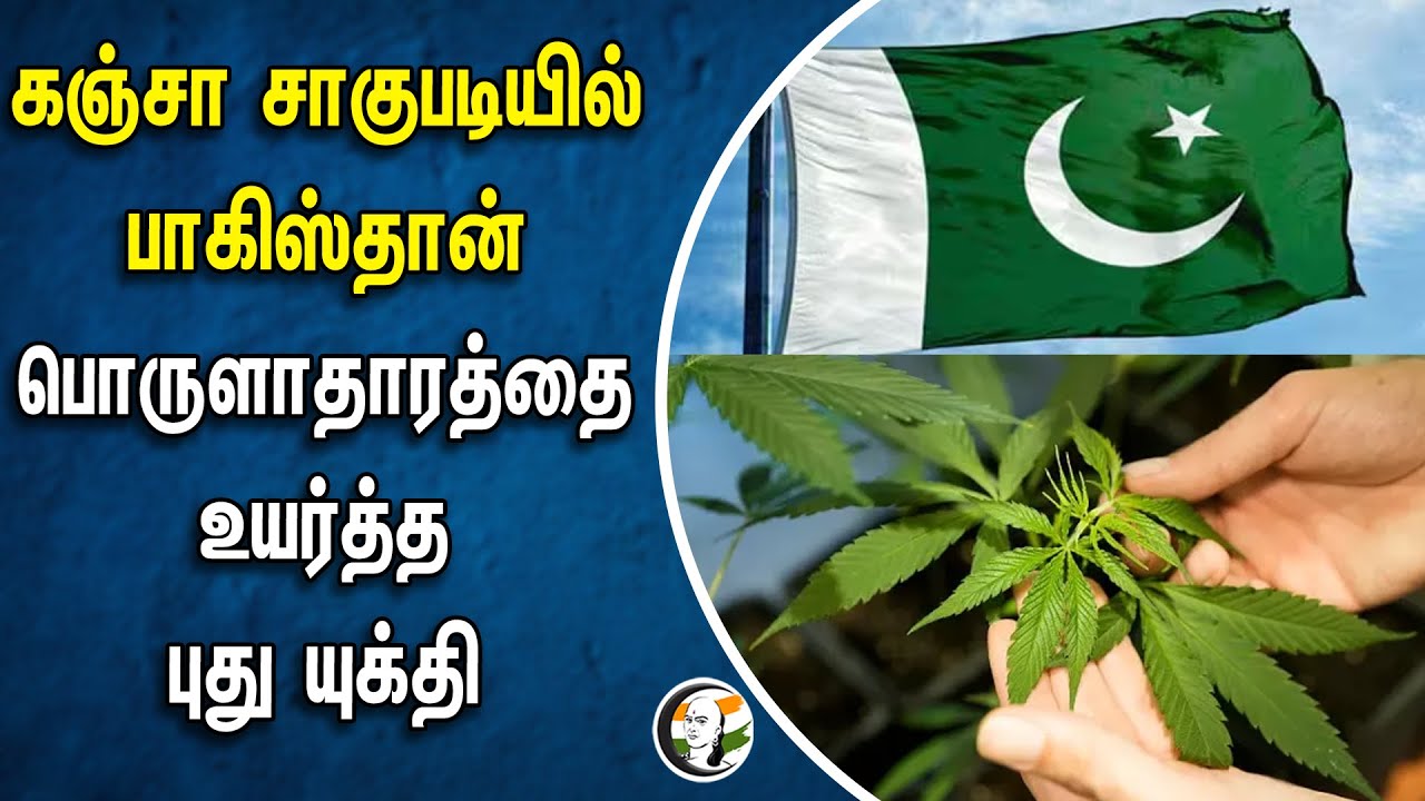 ⁣கஞ்சா சாகுபடியில் PAKISTAN .. பொருளாதாரத்தை உயர்த்த புது யுக்தி | Cultivation of cannabis | Economy