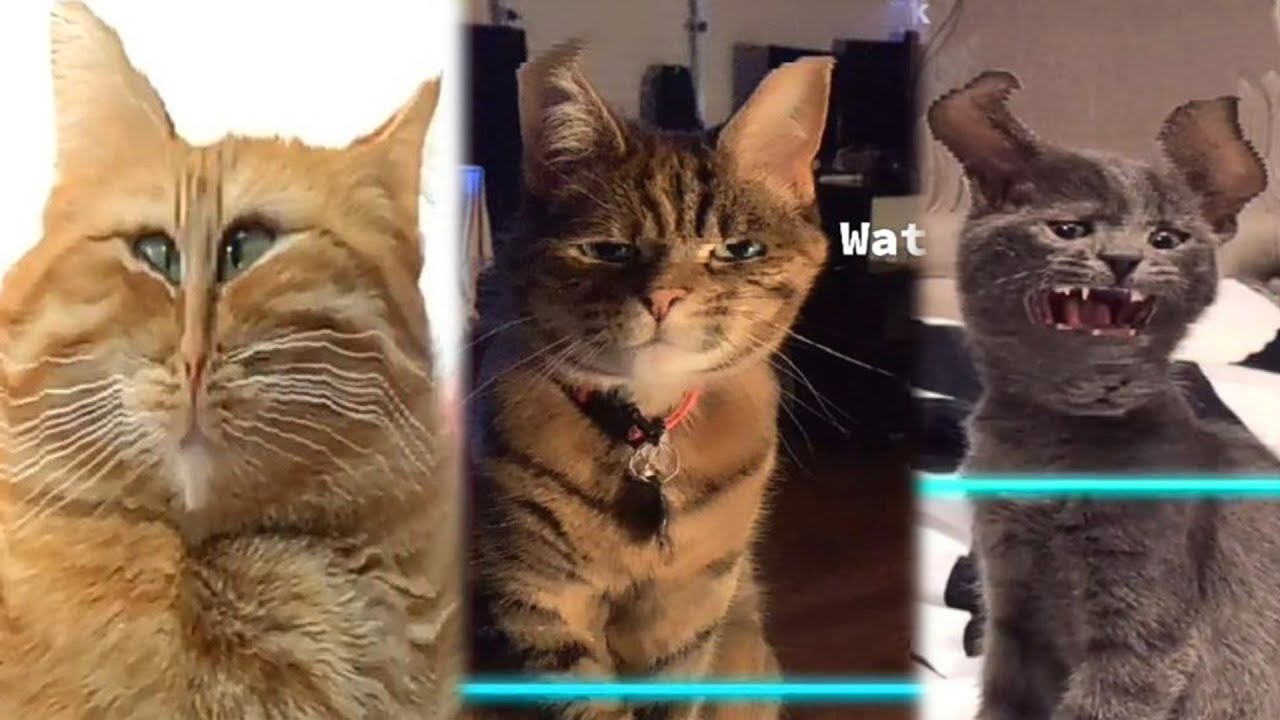 ⁣Time Warp Scan Pets TikTok Compilation 2022 | JoysPets