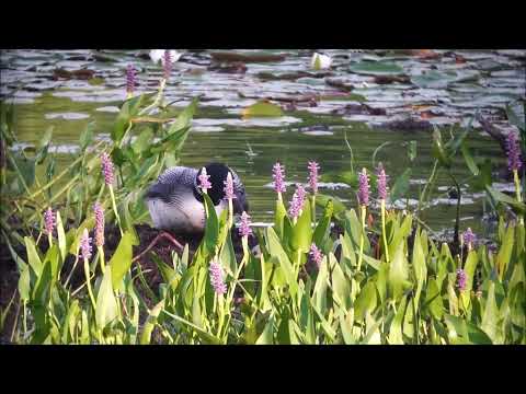 Loon returns to nest after eagle attack.