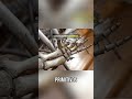Aragosaurus: ¿Un enigma prehistórico aún por descifrar? #shorts